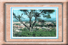 vue-g-tlemcen00.jpg